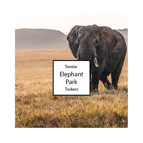 Tembe-Elephant-Park